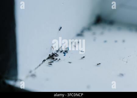 Tiny pest insect crawls on pristine indoor wall, signaling alarming infestation threat in home. Closeup captures urgent danger of invader entering clean surface, Stock Photo