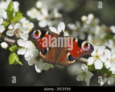 Peacock on cherry plum blossoms Stock Photo