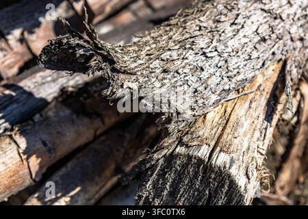 This detailed macro shot highlights the rough texture and splintered details of decaying tree bark outdoors. Perfect for concepts related to forestry, Stock Photo