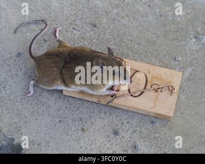 Dead mouse in a mousetrap on concrete floor in a garage Stock Photo