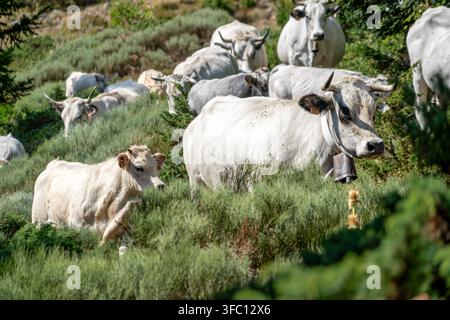 Herd of White Cows and Calf Walking Down Mountain Pasture, Livestock Grazing on Hillside, Rural Farming Scene Stock Photo