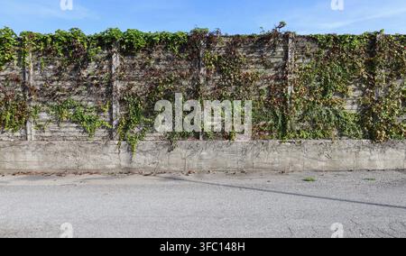Grunge concrete precast compound wall partially covered of creeping plants along the road. Background for copy space Stock Photo