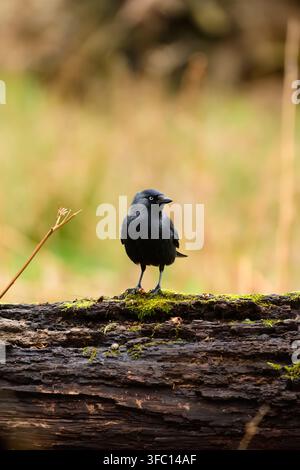 Eurasian jackdaw perched on mossy fallen log in Richmond Park London United Kingdom Stock Photo