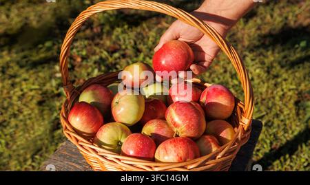 Fresh homegrown apples in woven basket, male hand placing ripe fruit into basket, sustainable gardening, healthy food concept, large copy space. Stock Photo