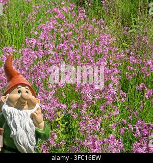 Blooming cuckoo flower, Silene flos-cuculi, Stock Photo