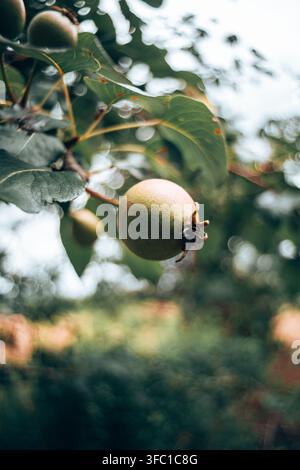 A close-up, vertical shot of a single green pear hanging from a tree branch, surrounded by green leaves and a soft, blurred background with light boke Stock Photo