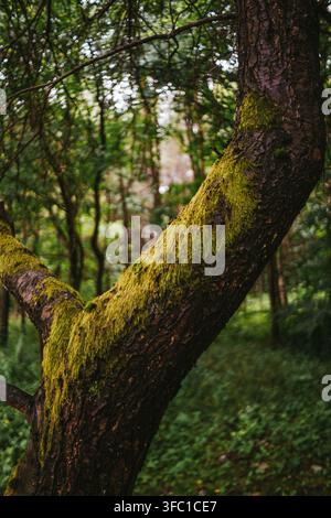 Close-up of a tree trunk and a large branch heavily covered in vibrant green moss, standing within a dense forest. The background features blurred gre Stock Photo