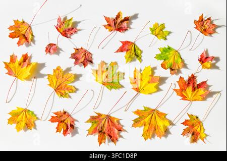 Colorful autumn maple leaves arranged on white background with shadows Stock Photo