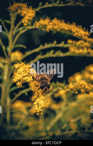 A detailed vertical close-up shot of a hoverfly, appearing like a bee, actively pollinating a cluster of vibrant yellow goldenrod flowers. The backgro Stock Photo
