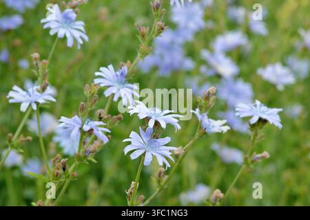 Blue flowers of Chicory, Cichorium intybus, growing in an English garden Stock Photo