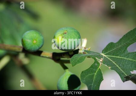 unripe green figs growing on a tree branch alongside a textured leaf against a softly blurred natural background. Stock Photo