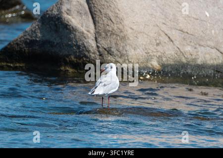 a small grey and white seagull stands on a partially submerged rock in rippling blue water, set against a massive, sunlit boulder in the background. Stock Photo