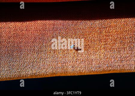 Extreme macro shot of rusted metal surface with fine grain texture, featuring a tiny insect casting a sharp shadow under bright sunlight. Stock Photo