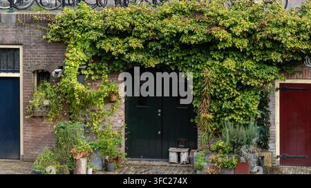 Traditional Dutch canal wharf cellar wooden door covered with green climbing ivy and plants in Utrecht Stock Photo