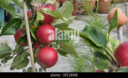 red apples hanging from a branch Stock Photo