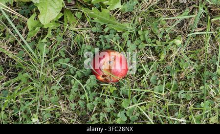 rotting red apple on grass Stock Photo