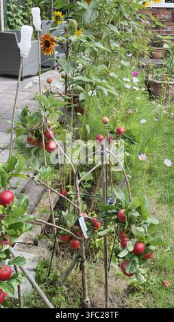 aples growing on a tree in an english cottage garden Stock Photo