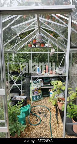 portrait image of the interior of a small garden greenhouse in summer in England Stock Photo