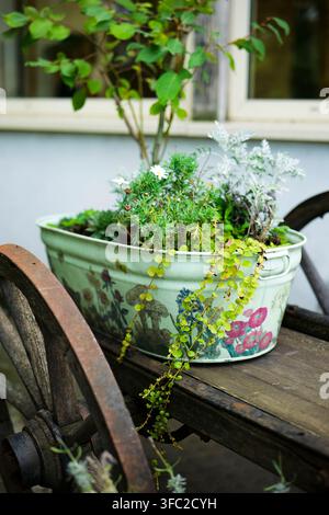 Metal planter with plants on a wooden cart in a rustic garden illustrates a cozy countryside atmosphere. Stock Photo