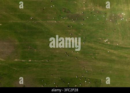 Top Down Aerial View of Cattle Herd Grazing on Green Pasture in Croatia Stock Photo