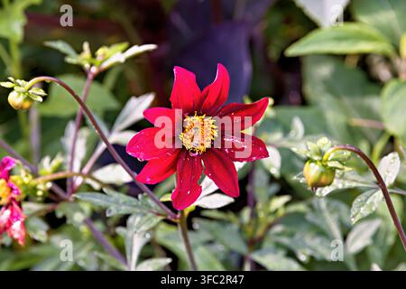 Bee Pollinating Dark Red Dahlia Flower in Bloom, france Stock Photo