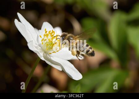 Flying bee on Wood Anemone (Anemone nemorosa) collecting pollen Stock Photo