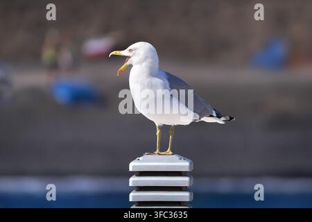 Atlantic Yellow-legged Gull (Larus michahellis atlantis) with its beak open wide, standing on a post Stock Photo