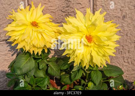 Yellow dahlias also called geraniums. Originally from Mexico since the Aztecs with over 15 species (Dahlia bordered Kenora Macop, Dahlia Multicolored Stock Photo