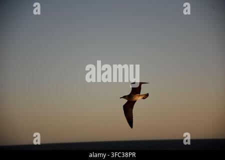 Seagull flying across a gradient sky during evening golden hour over the ocean Stock Photo