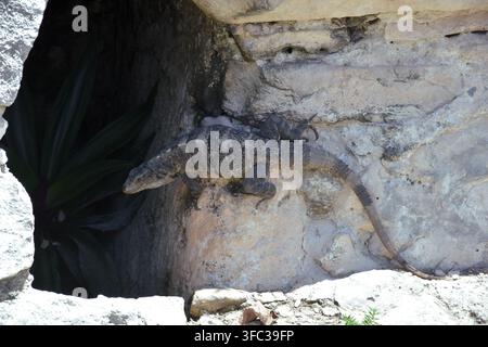 Iguana resting on a textured ancient stone wall at mayan ruins in mexico Stock Photo