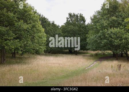 Dirt footpath winding through long golden grass towards a dense grove of green oak trees in a quiet rural parkland meadow. Stock Photo