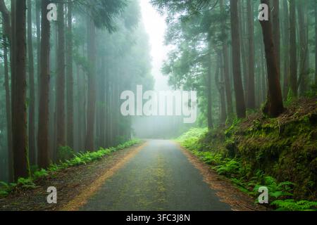Misty Road Passing Through Cryptomeria Forest in Terceira Island, Azores Stock Photo