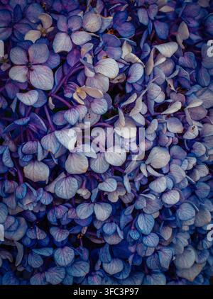 Close-up of purple and blue hydrangea blossoms in Kanazawa, Ishikawa Prefecture, Japan. Stock Photo