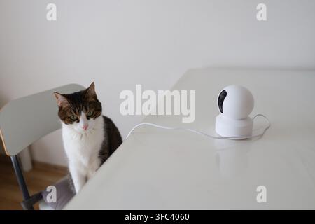 Pet cat near a smart security camera on a table, remote pet monitoring and modern home technology concept. Stock Photo