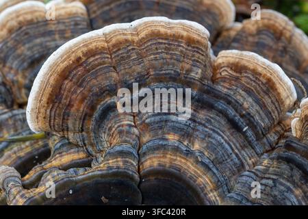 Macro close up of turkey tail polypore fungus Trametes versicolor showing concentric zones on tree trunk Stock Photo