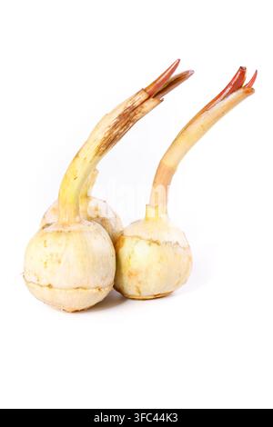 Two sprouting garlic bulbs isolated on a white background. Stock Photo