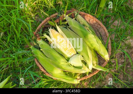 Fresh corn cobs in a woven basket on green grass outdoors. Stock Photo