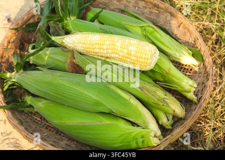 Fresh corn cobs in a woven basket on dry grass outdoors. Stock Photo