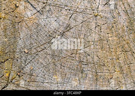 Abstract grunge background from tree cross section Stock Photo