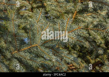 Blue spruce branches with dense evergreen needles in natural sunlight, detailed conifer foliage and forest background, ideal for nature, gardening, Ch Stock Photo