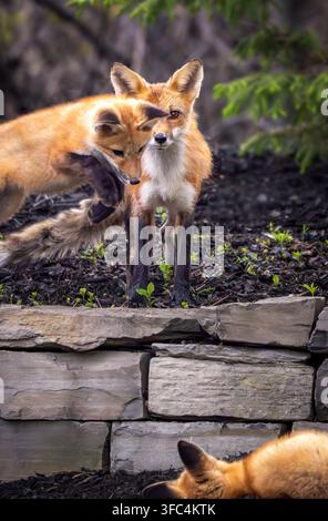 Red fox kits and vixen Stock Photo