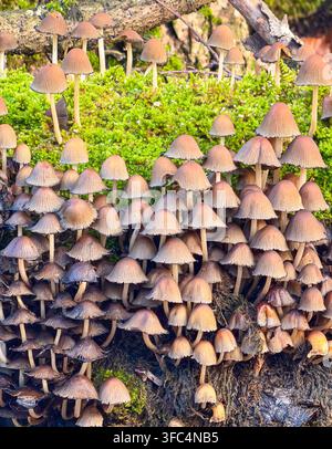 A dense cluster of small brown mushrooms with thin stems grows across a moss-covered log in a woodland setting. Stock Photo