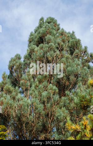 Mature Scots pine canopy with silvery blue-green needle clusters, upward view against blue-gray cloudy sky Stock Photo