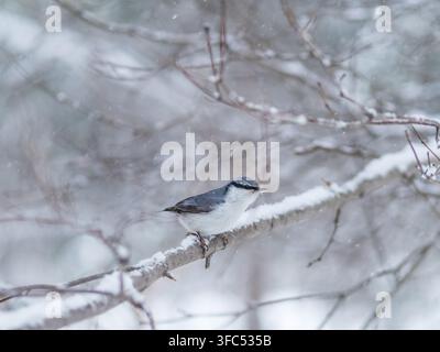 Eurasian nuthatch or wood nuthatch, lat. Sitta europaea, sitting on a tree branch with snow. Gray and Orange colored small bird with a black eyestripe Stock Photo