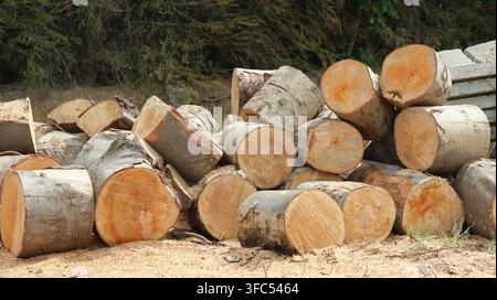 Pile of freshly cut tree logs with visible wood grain and bark stacked outdoors in a forested area, illustrating timber harvesting, forestry, and natu Stock Photo