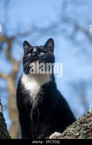 A striking domestic black cat with a bright white chest sits perched on a tree branch, looking upwards against a clear blue sky background. Stock Photo