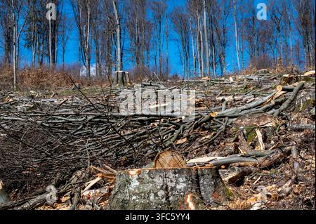 Deforestation and Forest Clear-Cutting with Felled Trees, Tree Stumps and Logging Debris in a Deciduous Woodland Stock Photo