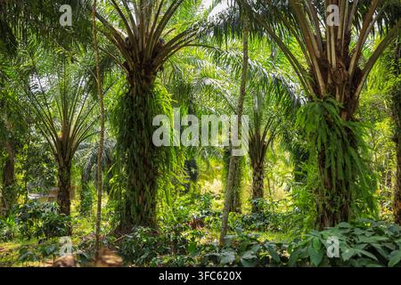 Oil palm trees and coffee plants growing together in a lush tropical agricultural setting Stock Photo