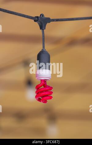 Red spiral compact fluorescent light bulb hanging on a string from above Stock Photo