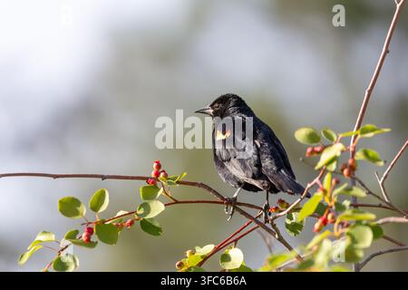 A male red-winged blackbird sits on a tree branch covered in green leaves and small red berries in daylight. Stock Photo